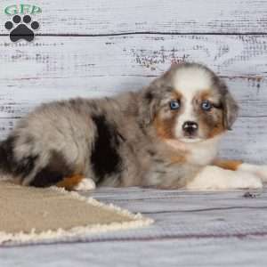 Tiffany, Miniature Australian Shepherd Puppy